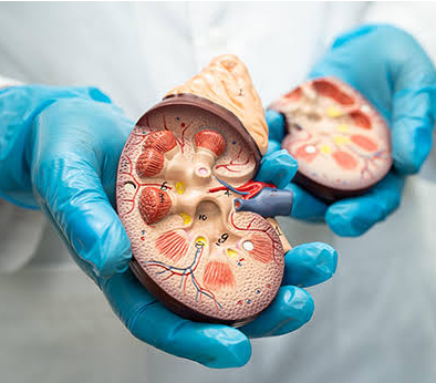 7 Silent Signs of Kidney Damage You Shouldn